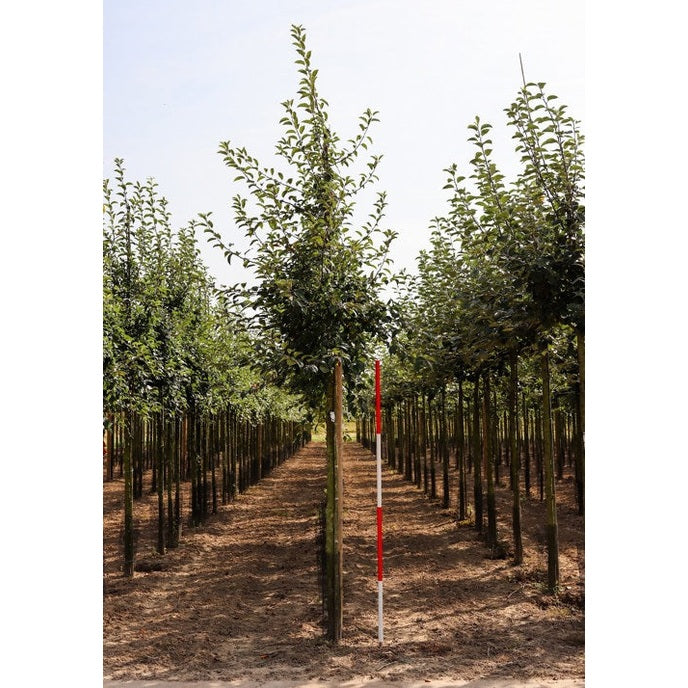 Prydnadapel - Malus 'Professor Sprenger' 12-14 HS,